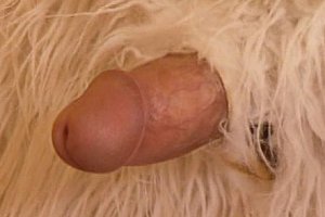 porno virgin yoga